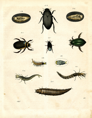Beetle Species and Their Developmental Stages (engraving)