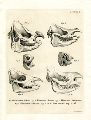 Rhino Skulls (coloured engraving)