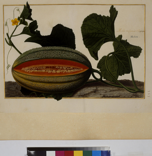 Full page: plant study, melon, c.1650-75