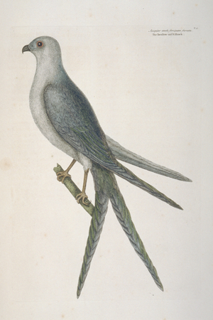 Elanoides forficatus