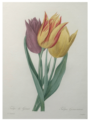Gesner Tulip