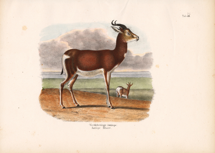 White-circled Antelope, 1848 (lithography)