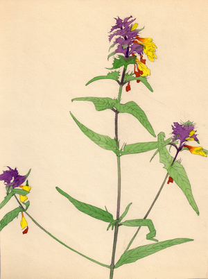 Wild Flowers, 1950 (gouache on paper)