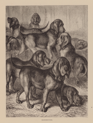 Bloodhounds (engraving)