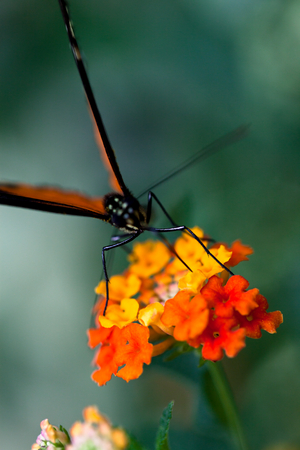 Butterfly on a flower, 2013 (photo)