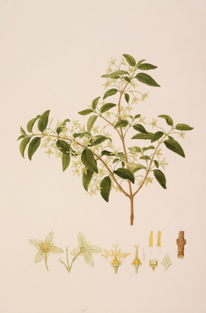 Plant Illustration