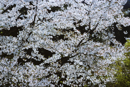 Cherry Viewing Festival, Japan (photo)
