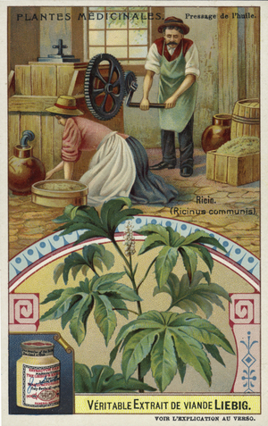 Ricin: pressing of oil (chromolitho)
