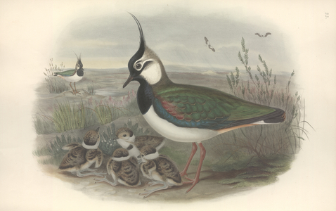 Vanellus vanellus