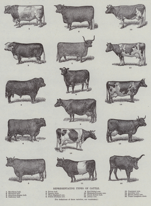 Representative Types of Cattle (engraving)