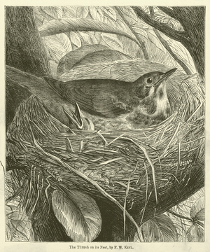The Thrush on its Nest (engraving)