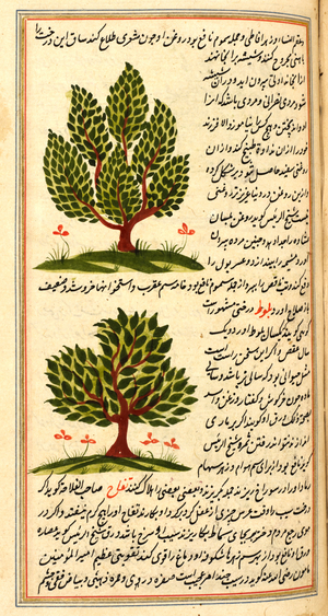 Two trees and accompanying text
