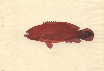 Cephalopholis urodeta