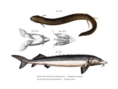 South American Lungfish (colour litho)
