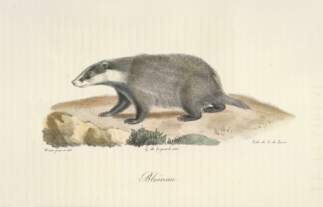 Blaireau, Badger, from Histoire Naturelle des Mammifères (colour litho)