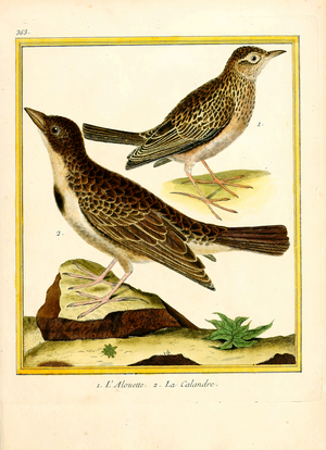 Eurasian Skylark and Calandra Lark (print)