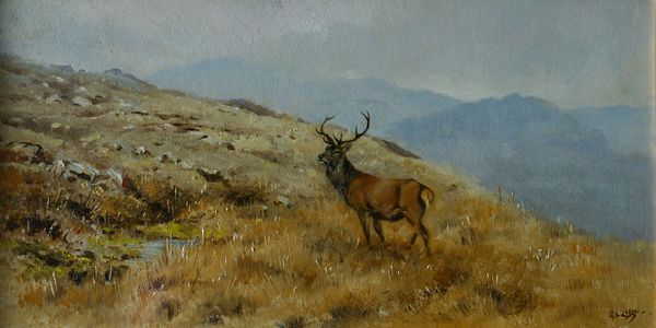 Promising Young Stag
