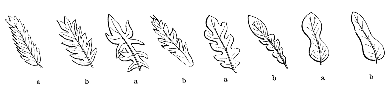 Leaf shapes