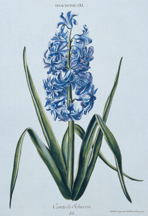 Hyacinth, 1771 (engraving)