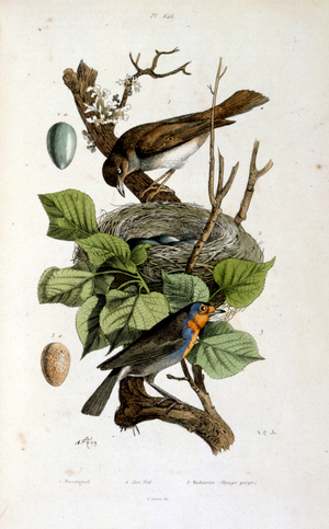 French. Coloured illustration. dated circa 1884. depicting Tickell's blue flycatcher