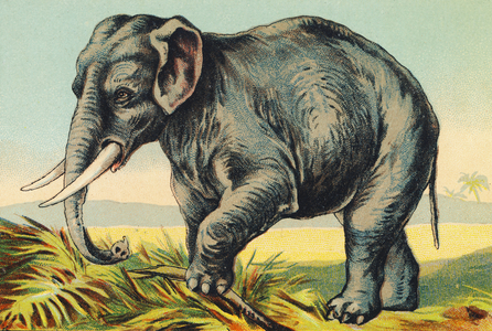 E comme Elephant