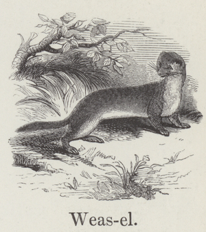 Weasel (engraving)