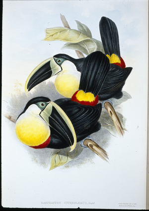 Citron-breasted Toucan (Ramphastos Citreolaemus) (hand-coloured litho)