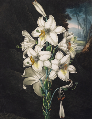 White lily, 1799-1807 (Plate)