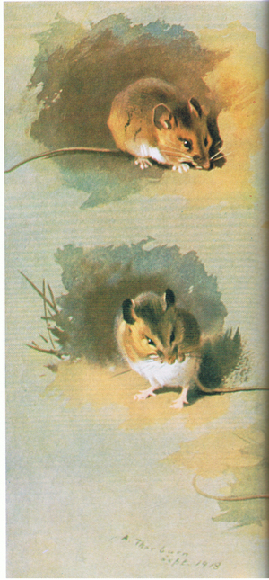 Woodmouse, pub. by Book Club Associates, 1972 (colour litho)