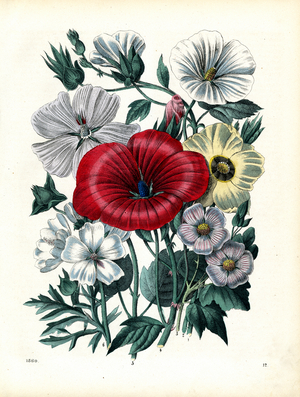 Various Species of the Hibiscus and Mallow Family (hand-coloured litho)