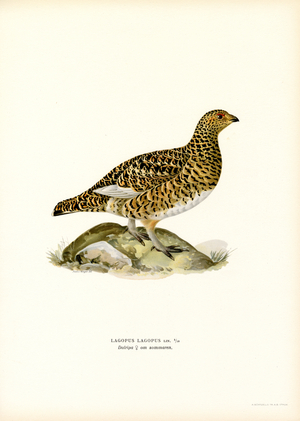 Willow Ptarmigan (colour litho)
