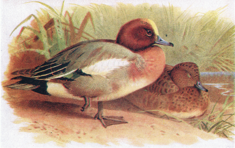 Wigeon (colour litho)
