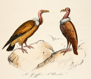 the griffin and the urubu, 18th century (Engraving)
