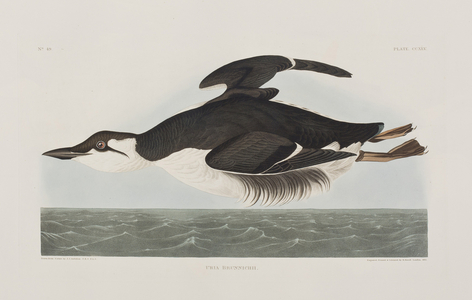 Illustration from 'Birds of America', 1827-38 (hand-coloured engraving & aquatint)