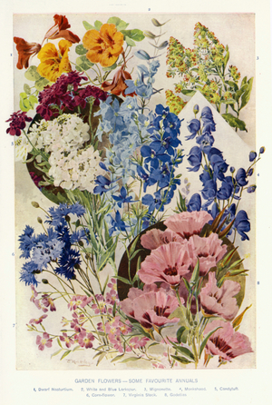 Garden Flowers, some favorite Annuals (colour litho)