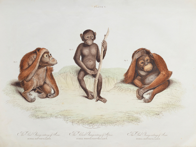 Orangutan (Pongo pygmaeus), 1831 (Plate)