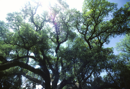 The 1500 year old live oak tree at Middleton Place, Charleston., 1984 (photo)