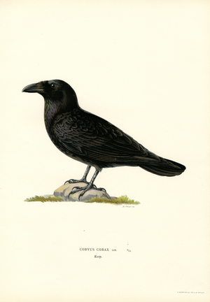 Raven (colour litho)