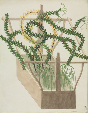 Huperzia phlegmaria