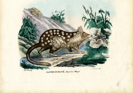 Quoll, 1863-79 (colour litho)