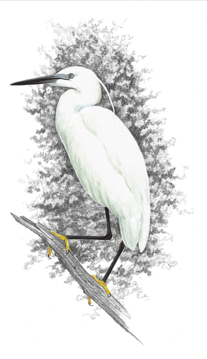 Little Egret