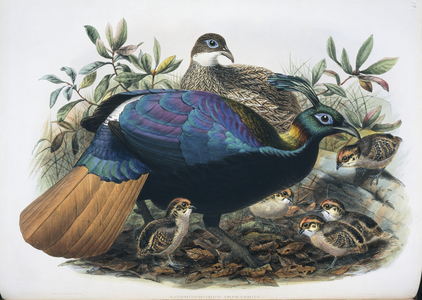 Lophophorus impejanus