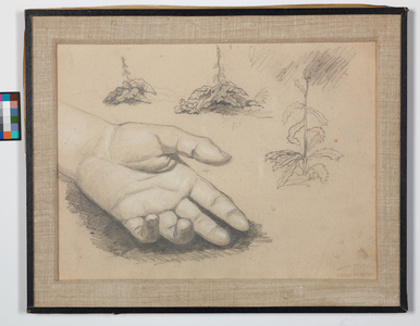 Study of a Hand, Thistle Plants (recto), c. 1840–1842 (pencil on wove paper)