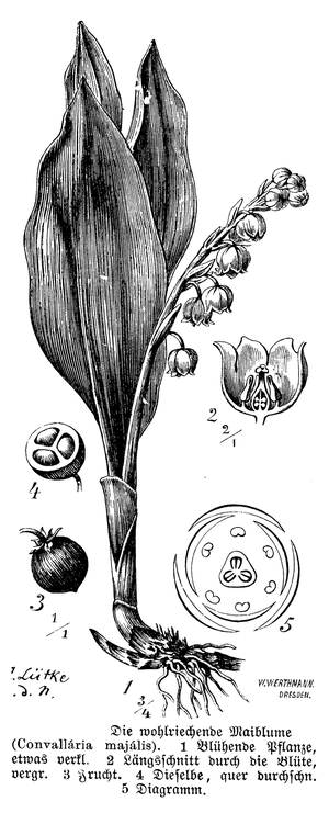 May flower, Lily of the Valley