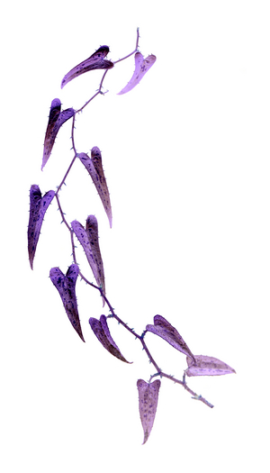 Smilax aspera X, 2019 (photo)
