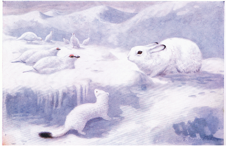 Highland animals in winter (litho)