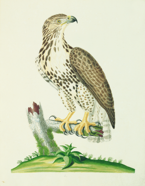 Great Brown Hawk, 1790 (w/c on paper)