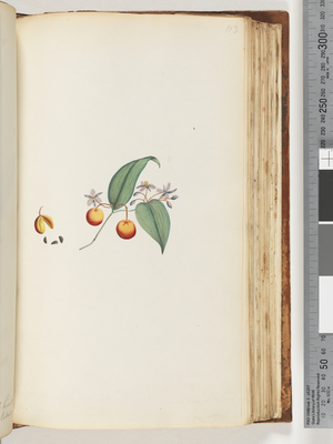 Page 113. A Creeper or Woodbine which interwines with trees (w/c)