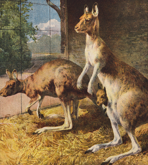 Kangaroos (colour litho)