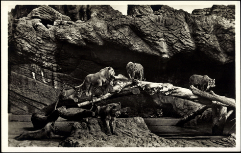 Hamburg Eimsbüttel Stellingen, Hagenbecks Animal Park, Open Lion Gorge
